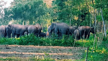 Elderly farmer trampled by wild elephants