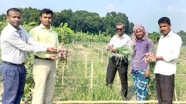 Farmers happy as untimely onion boosts profits amid price surge