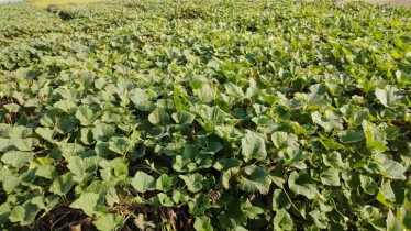 Farmers happy with bumper production of winter vegetables in Kurigram