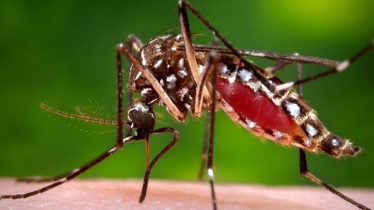 Dengue death toll rises to 136 as two more die