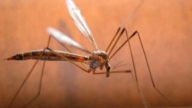 No let-up in Dengue in Bangladesh, 29 die in six days of November