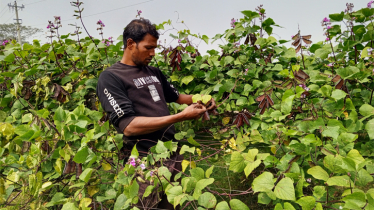 Bean cultivation gaining popularity as cash crop in Bhola