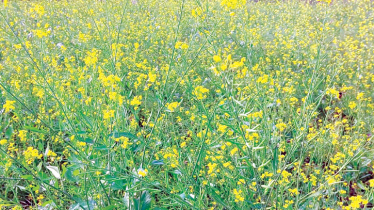 Mustard cultivation surges to meet edible oil demand