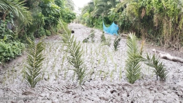 Locals plant saplings demanding road dev