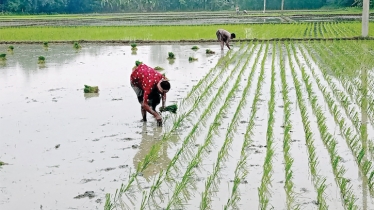 Rainfall brings hope to farmers 