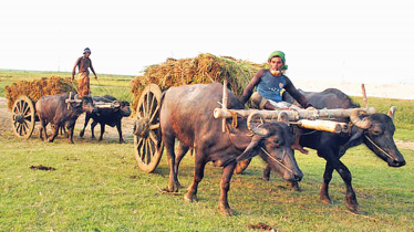 Buffalo carts remain vital in Kushtia’s grasslands