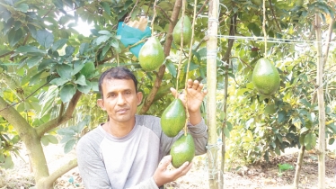 Commercial avocado farming gets momentum in Jhenaidah