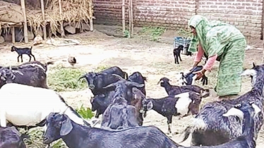 Goat rearing brings solvency