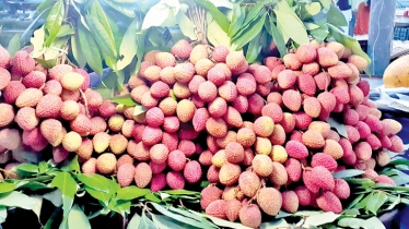 Litchi supply surges, prices remain high   