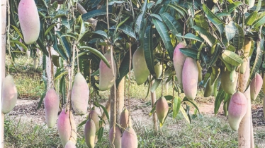 Foreign mangoes a boon for farmers