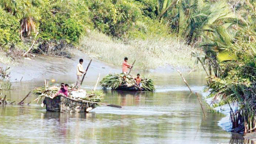Golpata collection starts with a target of 7000MT in Sundarbans