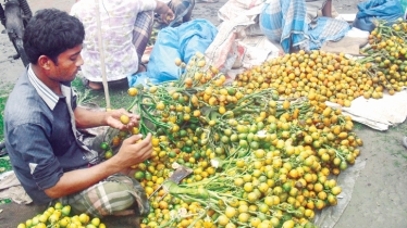 High yield, fair price bring smile to betel nut growers