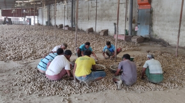 Intermediation causes instability in Munshiganj potato market  