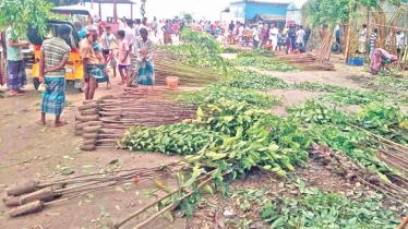 Raipura’s markets abuzz with tree planting frenzy