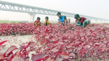 Transforming Shariatpur’s socio-economic landscape 