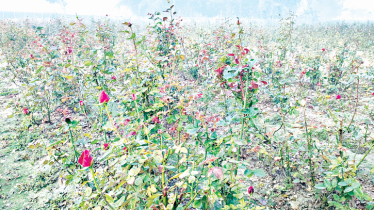 Young entrepreneurs in Pabna thrives in rose farming