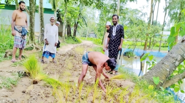 Paddy saplings planted on neglected road 