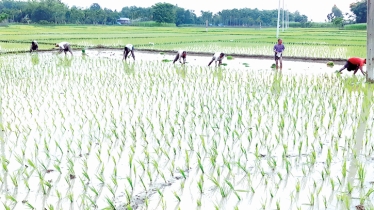 Aman planting continues in full swing in Thakurgaon  