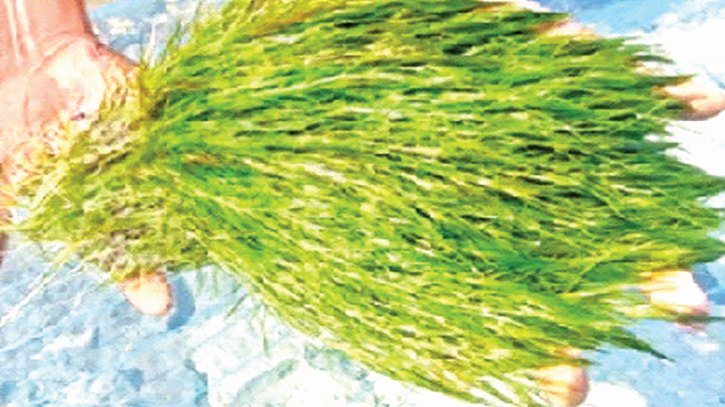 Thorny algae proven to boost shrimp production
