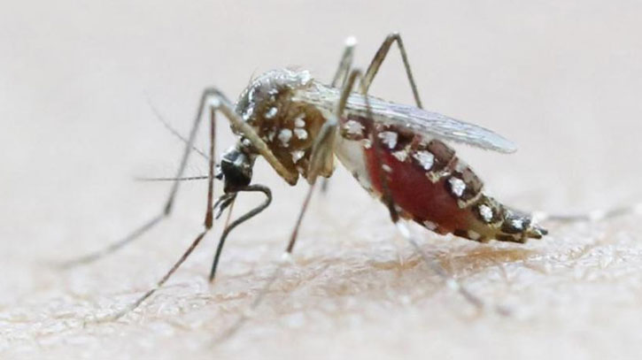 Dengue death toll climbs to 148 as 7 more die  