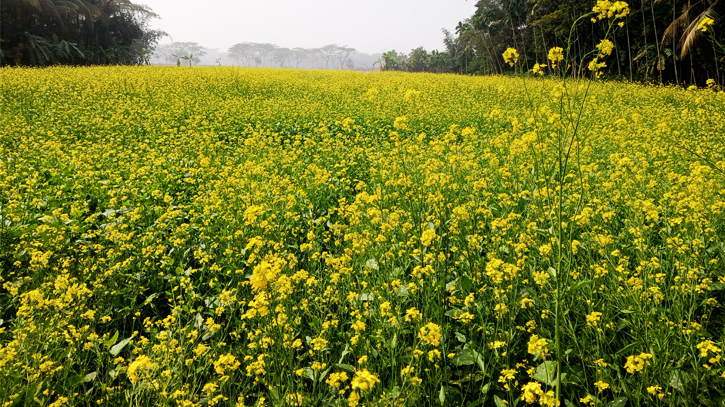 Mastered cultivation gaining popular as cash crop in Bhola