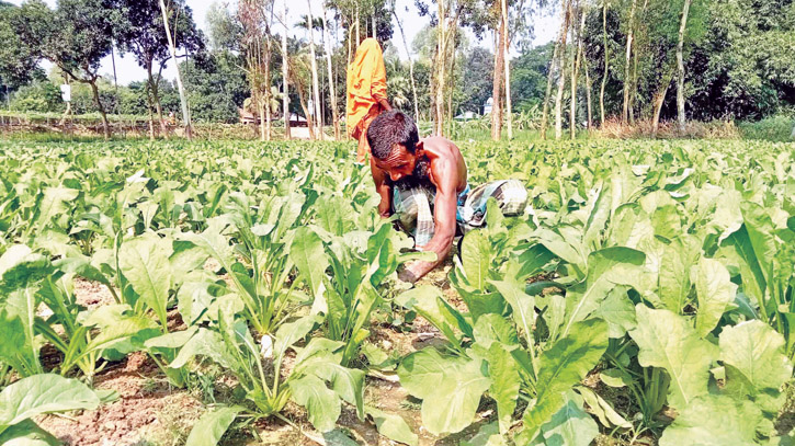 Early variety winter vegetables raise hope among farmers Early variety winter vegetables raise hope among farmers