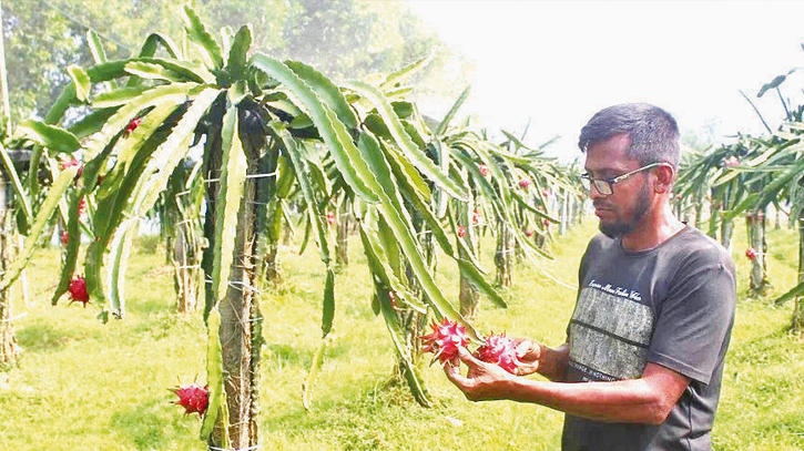 Dragon farming gaining popularity in Brahmanbaria