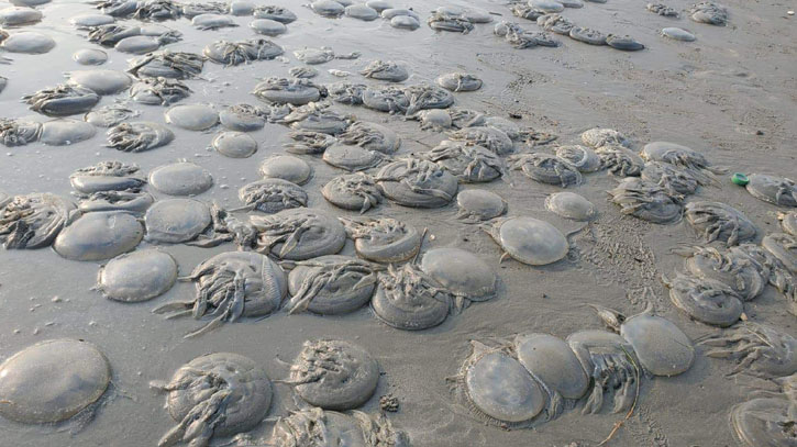 Jellyfish may earn huge forex Jellyfish may earn huge forex