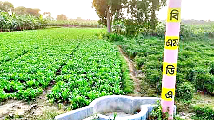 Intercropping brings financial stability for Manikganj farmers Intercropping brings financial stability for Manikganj farmers
