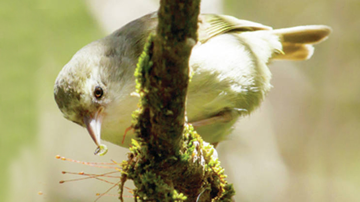 Save bird from extinction Save bird from extinction
