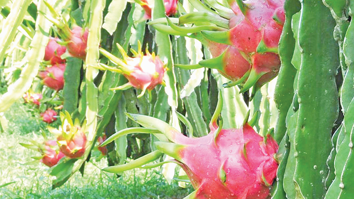 Dragon fruit cultivation gains popularity in Manikganj Dragon fruit cultivation gains popularity in Manikganj