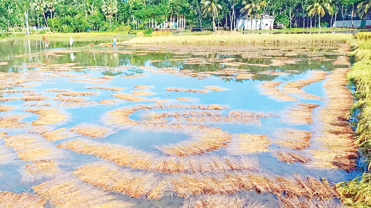 Cyclone ’Midhili’ ravages agricultural landscape in Chandpur Cyclone ’Midhili’ ravages agricultural landscape in Chandpur