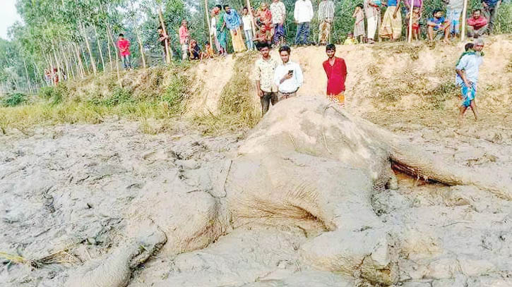 Wild elephant electrocution Wild elephant electrocution