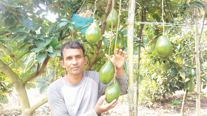 Commercial avocado farming gets momentum in Jhenaidah