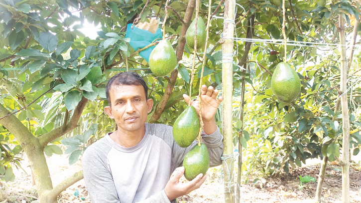 Commercial avocado farming gets momentum in Jhenaidah Commercial avocado farming gets momentum in Jhenaidah