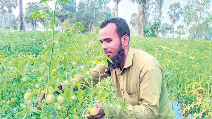 Farmers embrace early tomato farming for lucrative returns Farmers embrace early tomato farming for lucrative returns