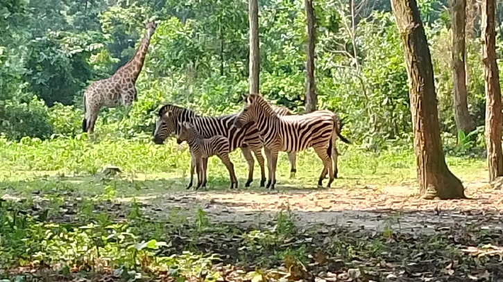 Safari Park welcomes new animal cubs Safari Park welcomes new animal cubs