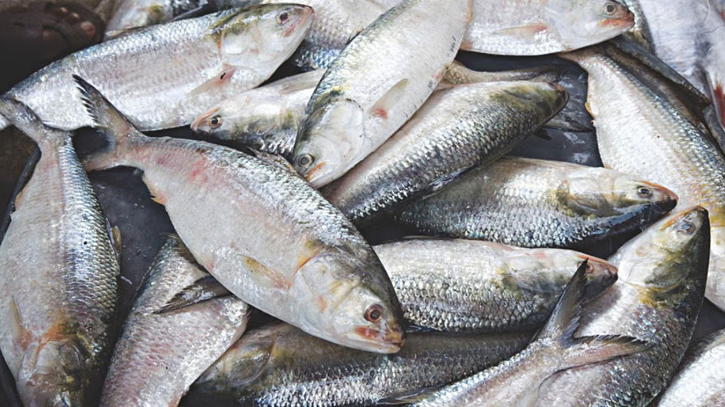 22-day hilsa fishing ban begins at midnight