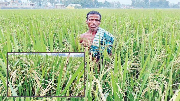 New rice variety in Jamalpur leaves farmers in distress