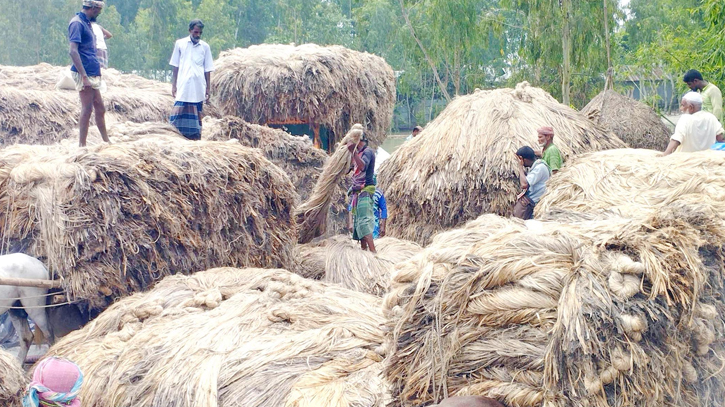 Bumper jute yield fails to bring boon due to low prices Bumper jute yield fails to bring boon due to low prices