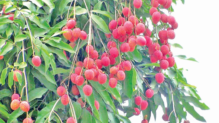 Mangalbaria: A litchi hub of Kishoreganj