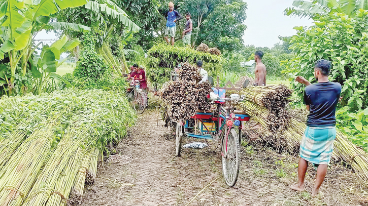 Water scarcity hits Madaripur jute production 