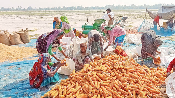 Maize farmers in maze of low prices Maize farmers in maze of low prices