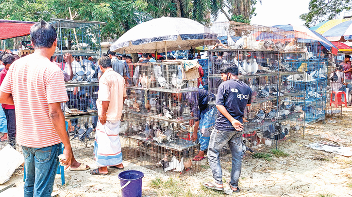 Putia’s pigeon haat gains popularity Putia’s pigeon haat gains popularity