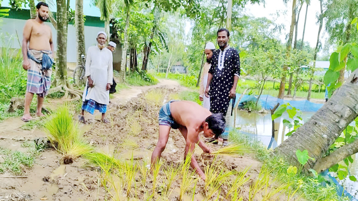 Paddy saplings planted on neglected road Paddy saplings planted on neglected road