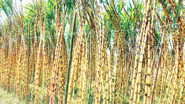 Farmers reap rich rewards from favourable climate, soil Farmers reap rich rewards from favourable climate, soil
