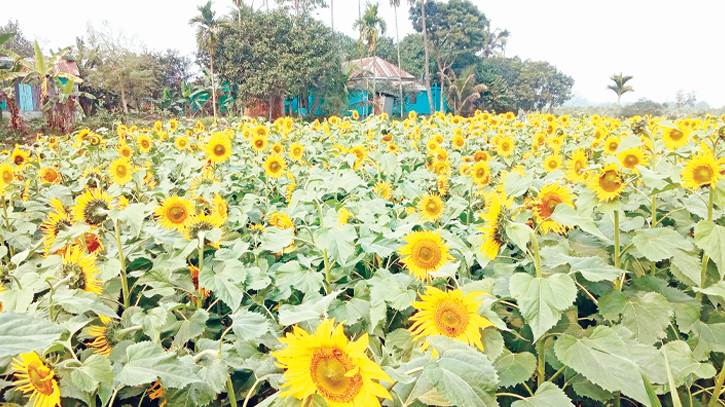 Sunflower cultivation gains popularity in Manikganj