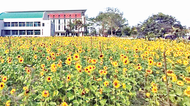 Khulna region sees boom in sunflower farming