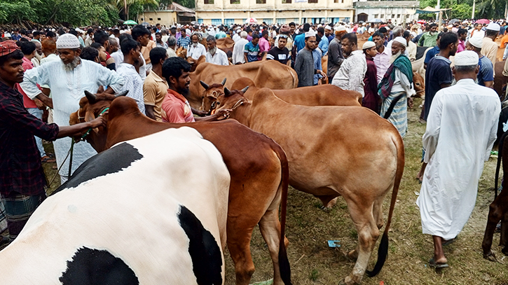 ভোলায় কুরবানীর হাটে গরুর দাম বেশি, বেচাকেনা কম ভোলায় কুরবানীর হাটে গরুর দাম বেশি, বেচাকেনা কম