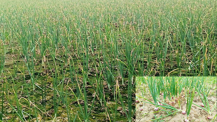 ফরিদপুরের সালথায় গ্রীষ্মকালীন পেঁয়াজ চাষ ফরিদপুরের সালথায় গ্রীষ্মকালীন পেঁয়াজ চাষ
